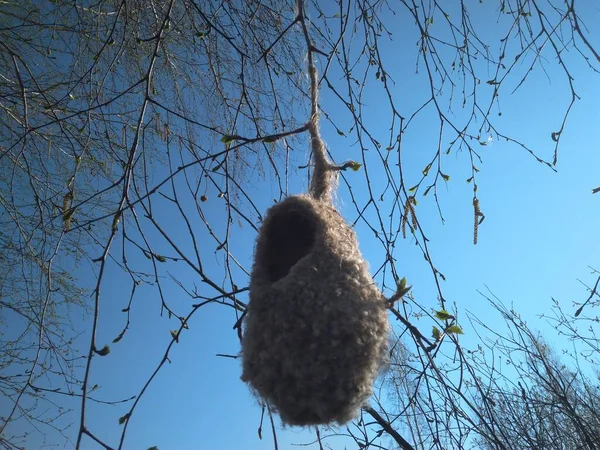 Bird Nest Branches Tree Tit Remez Nature — Stok fotoğraf