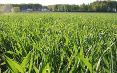 Çimenlikte yeşil yemyeşil çimenler tarlalarda buğday ekinleri
