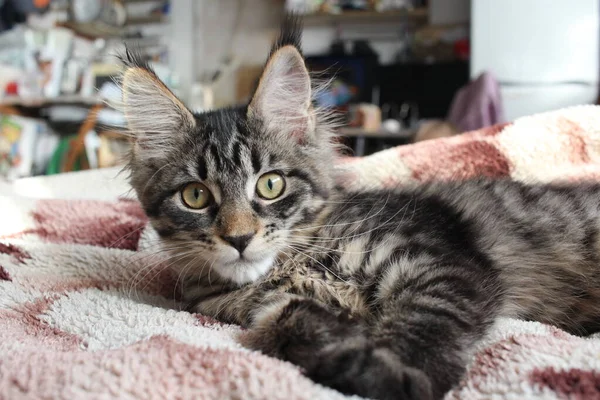 Grey Furry Cat Kitten Eyes Pet Watching Vet — Fotografia de Stock