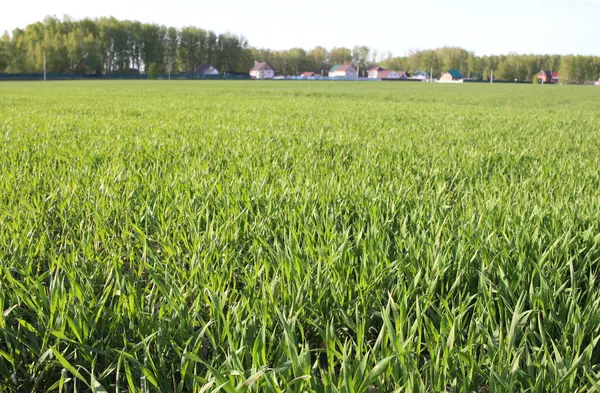 Helder Groen Weelderig Gras Het Gazon Landschap Tarwe Gewassen Velden — Stockfoto