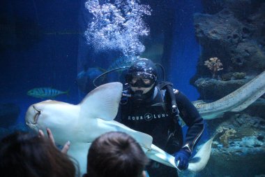 Rusya, Novosibirsk 09.10.2020: Suyun altındaki dalgıç deniz tabanını keşfediyor. Seyirciler için bir köpekbalığı tutuyor.