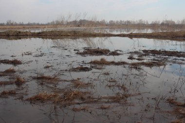 Doğada avlanmak için gölde kuru otlar olan bataklık göleti.