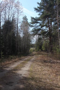 Ağaçların arasında ormanda boş bir yol gezisi.