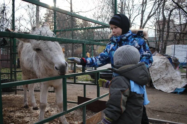 Rosja Nowosybirsk 2020 Małe Dzieci Koniowate Patrzące Kucyka Farmie — Zdjęcie stockowe
