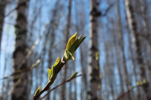 Világos Zöld Levelek Egy Ágain Melyek Tavasszal Nyílnak Erdőben — Stock Fotó