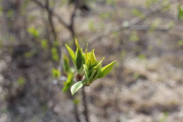 Bright Green Leaves Branches Tree Bloomed Spring Forest — Stock Photo, Image