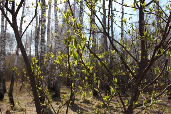 Hojas Verdes Brillantes Las Ramas Árbol Florecido Primavera Bosque —  Fotos de Stock