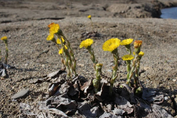 Bright Yellow Flowers Bloomed Spring Siberia Plant Botany — Stock Photo, Image