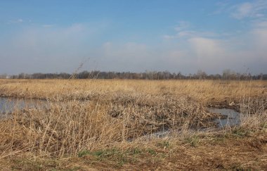 Sonbaharda Sibirya doğasında kurumuş çimen gölü olan bir bataklık.