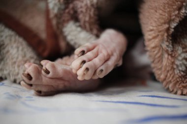 Pençeleri olan kel bir kedinin pençeleri uyuyan bir hayvan.