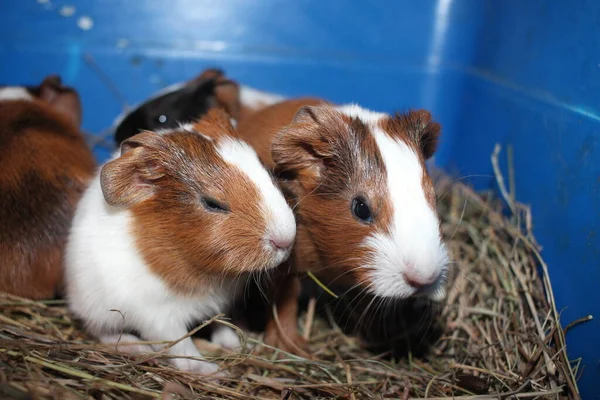 Cobaias Animais Estimação Com Bebê Roedor Uma Gaiola — Fotografia de Stock