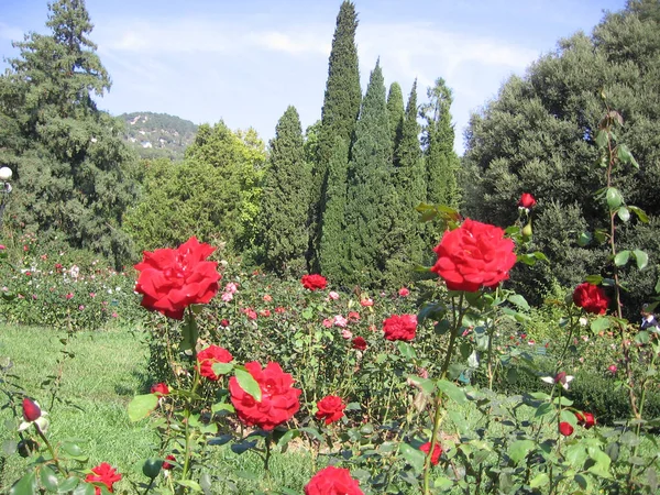Klarröda Blommor Rosor Bergen Vackert Landskap — Stockfoto