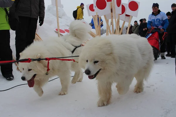 Rússia Novosibirsk 2020 Cães Brancos Patinando Huskies Trenó Para Uma — Fotografia de Stock
