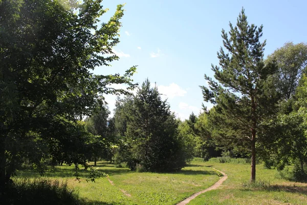 在夏日小径上有树木的公园 供在森林中散步 — 图库照片
