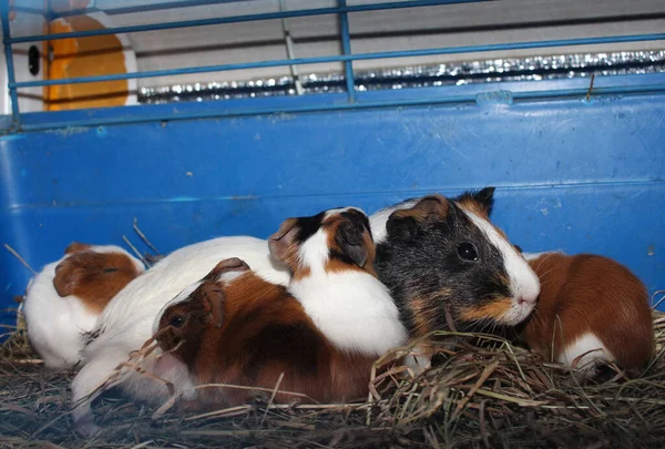 Roedor Porco Guiné Com Filhotes Recém Nascidos Animais Estimação Uma — Fotografia de Stock