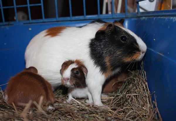Yeni doğmuş yavru kemirgenlerin kafeste evcil hayvanları.