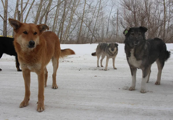 Bir grup sokak köpeği kulaklarında künyeyle Rusya 'da başıboş hayvan avlıyor.
