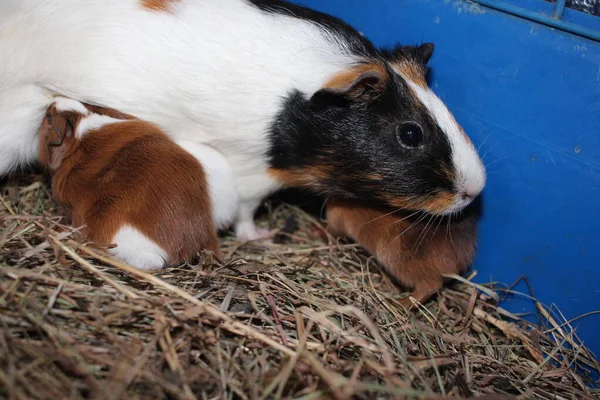 Meerschweinchen Nagetier Mit Neugeborenen Jungen Haustiere Einem Käfig lizenzfreie Stockbilder
