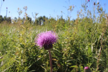 Parlak pembe çiçekler, dikenli otlar, dikenli otlar...