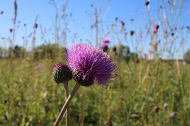 Parlak pembe çiçekler, dikenli otlar, dikenli otlar...