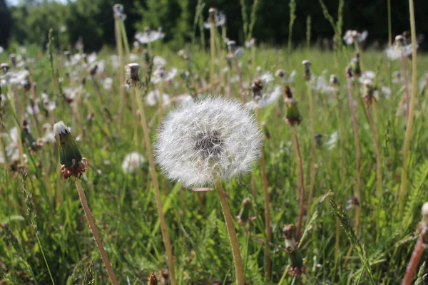 Fleurs Blanches Pissenlits Ronds Moelleux Aux Graines Volantes — Photo