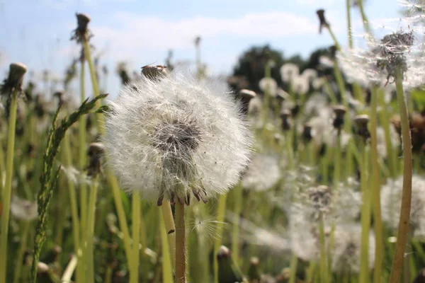 Weiße Blüten Löwenzahn Flauschig Rund Mit Fliegenden Samen Sommer — Stockfoto