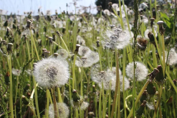 Weiße Blüten Löwenzahn Flauschig Rund Mit Fliegenden Samen Sommer — Stockfoto