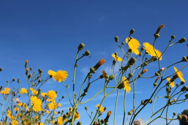 青空を背景に夏に鮮やかな黄色の花を咲かせます ストック画像