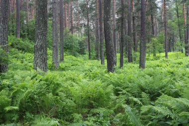 Parlak yeşil eğreltiotu yazın ormanda çimen bırakır.