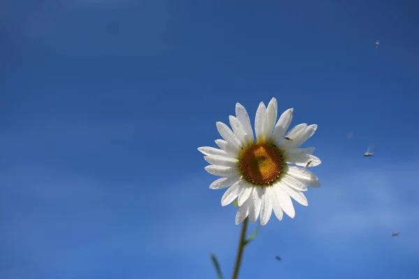 Bright Daisy Flower Background Blue Sky Petals — Stock Photo, Image