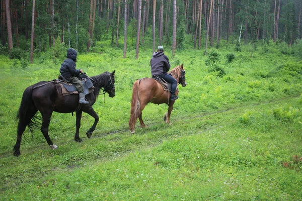 Ρωσία Νοβοσιμπίρσκ 2021 Τουρίστες Ιππεύουν Άλογα Μέσα Από Δάσος Στα — Φωτογραφία Αρχείου