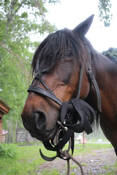 動物のためのブリドルに銃口を持つ茶色の馬 — ストック写真