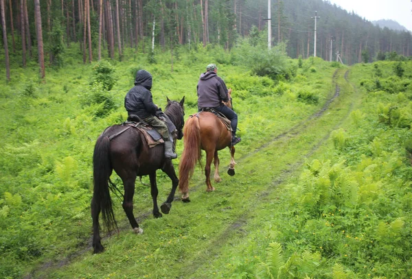Rússia Novosibirsk 2021 Pessoas Turistas Montam Cavalos Através Floresta Nas Fotos De Bancos De Imagens