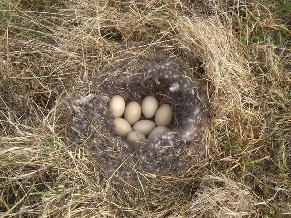 Bird Nest Eggs Grass Wild Nature Siberia — Fotografia de Stock