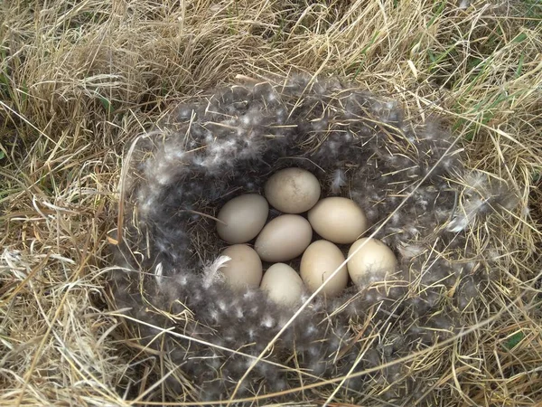 Duck Bird Nest Eggs Grass Wild Nature Siberia — Stock Fotó