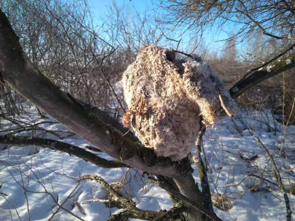 Bird Nest Branches Trees Shelter Winter — Photo