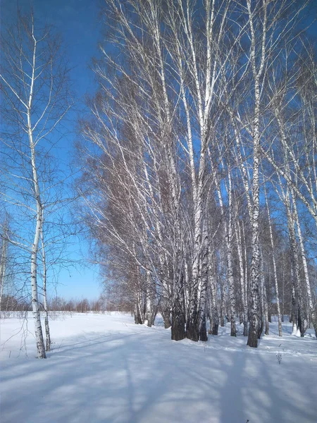 Winterlandschaft Wald Mit Schnee Sibirien Mit Natur Für Das Baumklima — Stockfoto