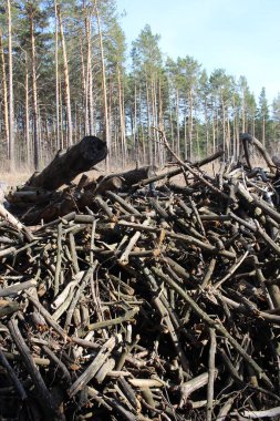 broken dry trees with branches for a fire in the forest firewood from dead wood