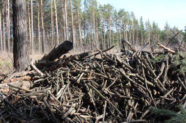 broken dry trees with branches for a fire in the forest firewood from dead wood