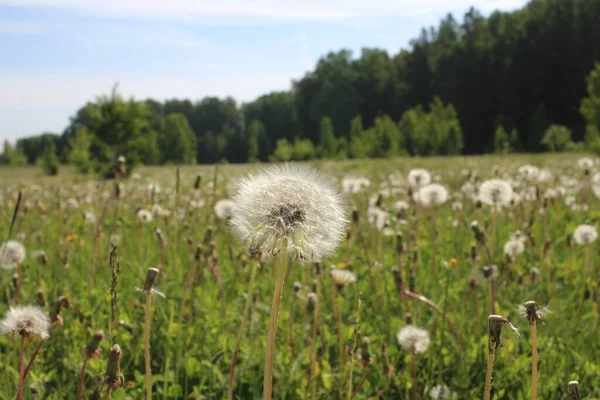 Flauschige Löwenzahnblüten Mit Runden Samen Sind Gras Weiß — Stockfoto