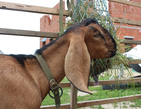 Brązowa Koza Nubian Wygląda Głową Nad Płotem Farmie Zwierząt — Zdjęcie stockowe
