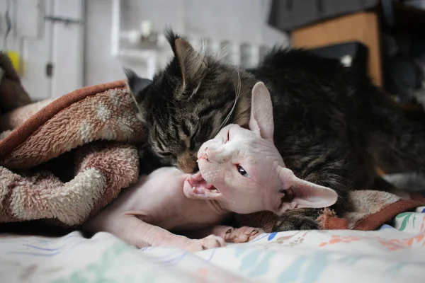 Dos Gatos Esfinge Juegan Peleando Con Sus Dientes Animales — Foto de Stock