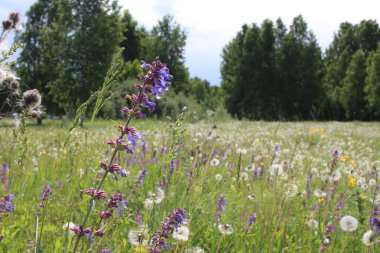 Parlak kır çiçekleri doğada yazın ormandaki çimlerde yetişir.