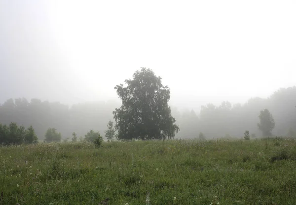 Uma Grande Árvore Floresta Nevoeiro Pela Manhã Natureza Verão — Fotografia de Stock