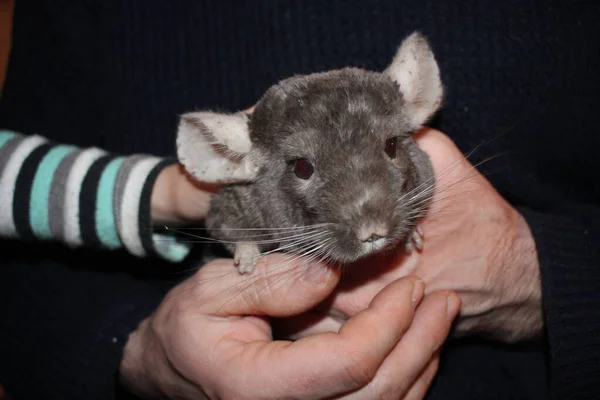 Mãos Homem Uma Criança Segurar Animal Estimação Roedor Chinchila — Fotografia de Stock