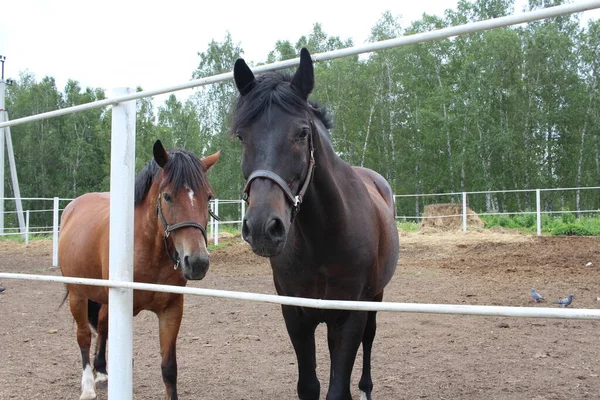 Dois Cavalos Caminham Uma Paddock Uma Fazenda Verão Estábulo — Fotografia de Stock