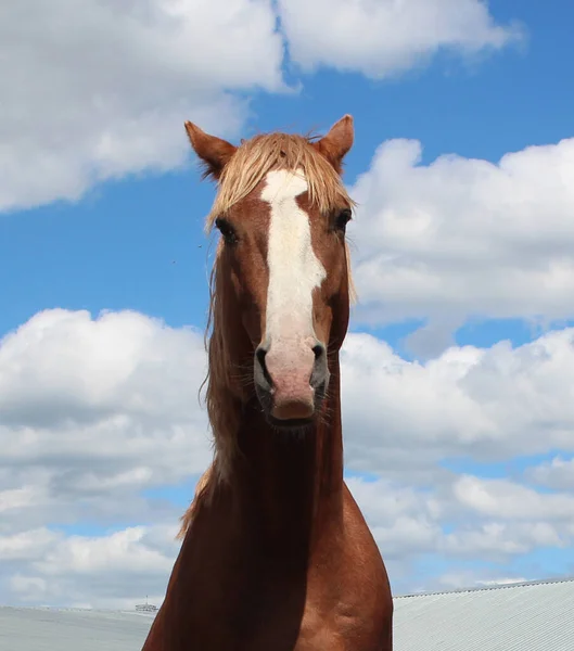 Red Horse Head Background Blue Sky Animal — Stock Photo, Image