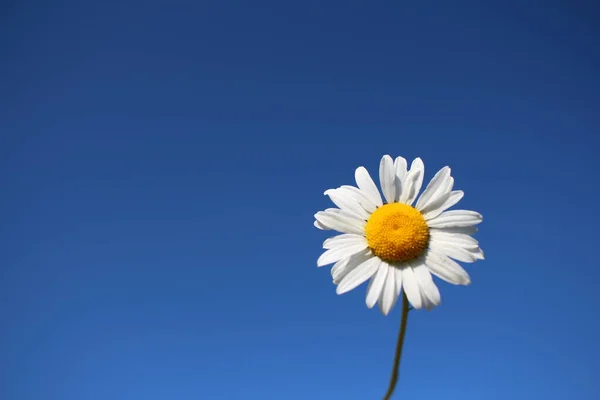 white daisy flower on a blue sky background nature