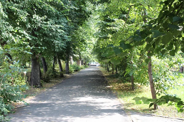 Callejón Paso Parque Entre Los Árboles Jardín Hojas Verdes Verano — Foto de Stock