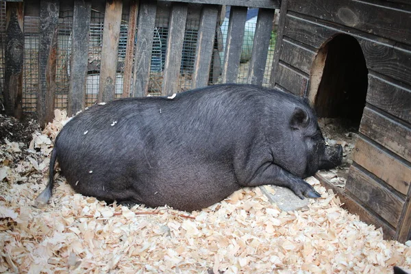 Ένα Χοντρό Μαύρο Γουρούνι Είναι Ξαπλωμένο Ένα Ζώο Στυλό Μια — Φωτογραφία Αρχείου